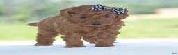 Miniature Poodle dogs for sale: Ruby - Ad 7