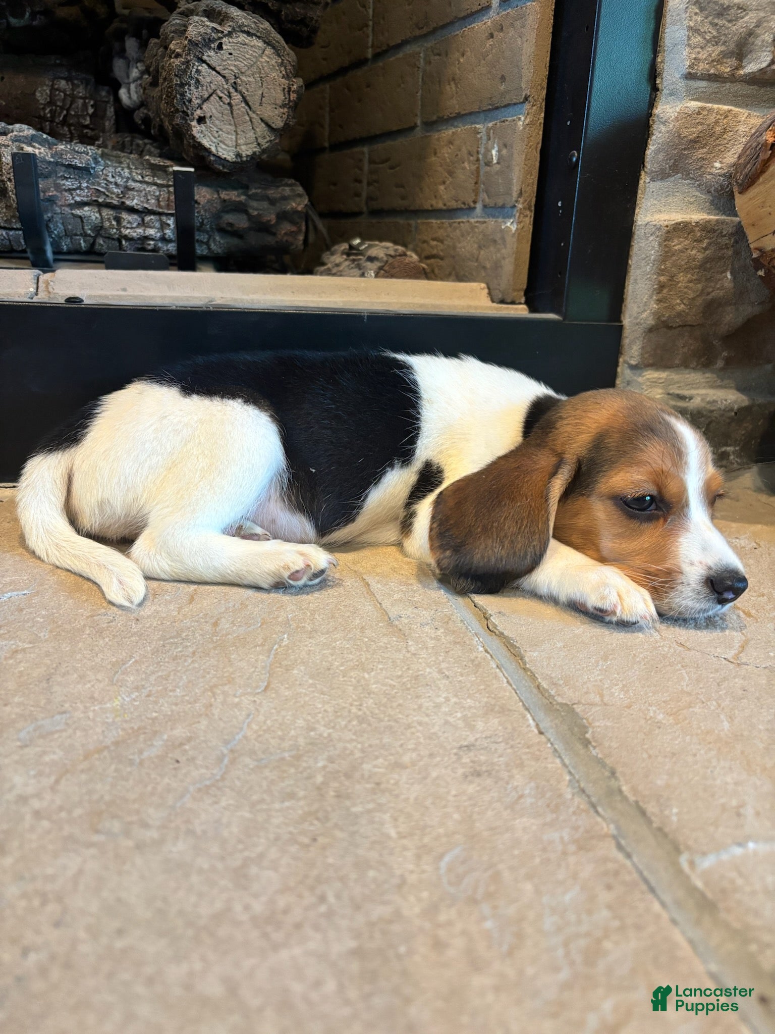 Beagle dogs Duke - Ad 1