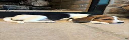 Beagle dogs for sale: Duke - Ad 1