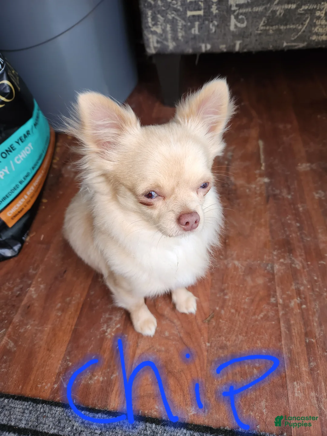 Chihuahua dogs for sale: Sammy - Ad 5