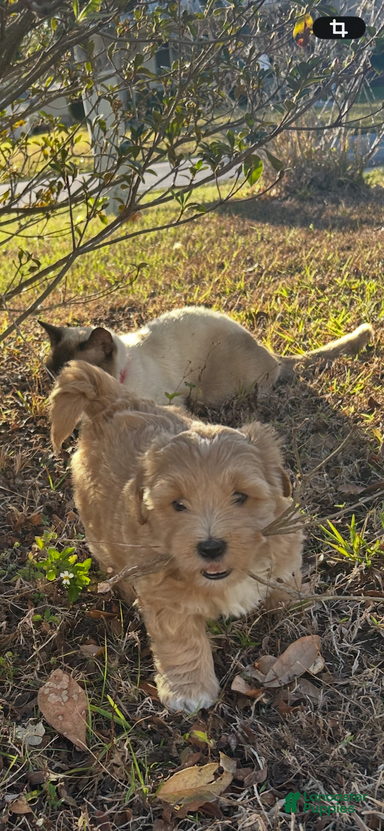 Mixed Breed dogs Mixed Breed Puppy 3 - Ad 27