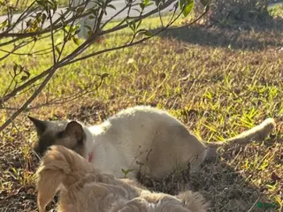 Mixed Breed dogs Mixed Breed Puppy 3 - Ad 27