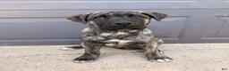 Mixed Breed dogs for sale: Bear - Ad 7