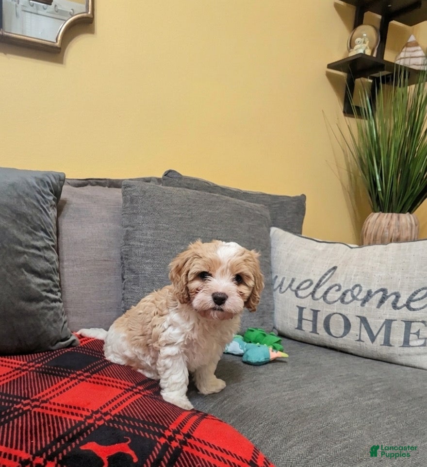 Cavapoo dogs Cavapoo Puppy 1 - Ad 25