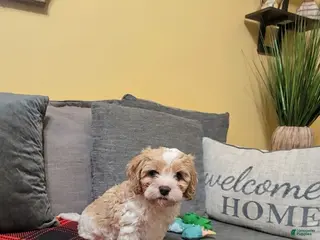 Cavapoo dogs Cavapoo Puppy 1 - Ad 25