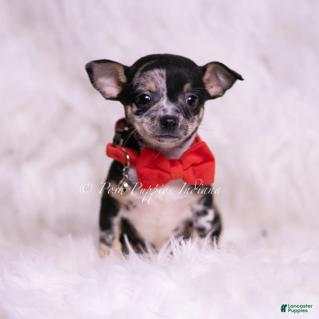 Chihuahua dogs for sale: Chalupa - Ad 2