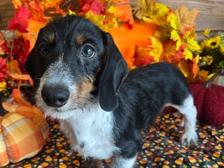 Dachshund dogs - Ad 4