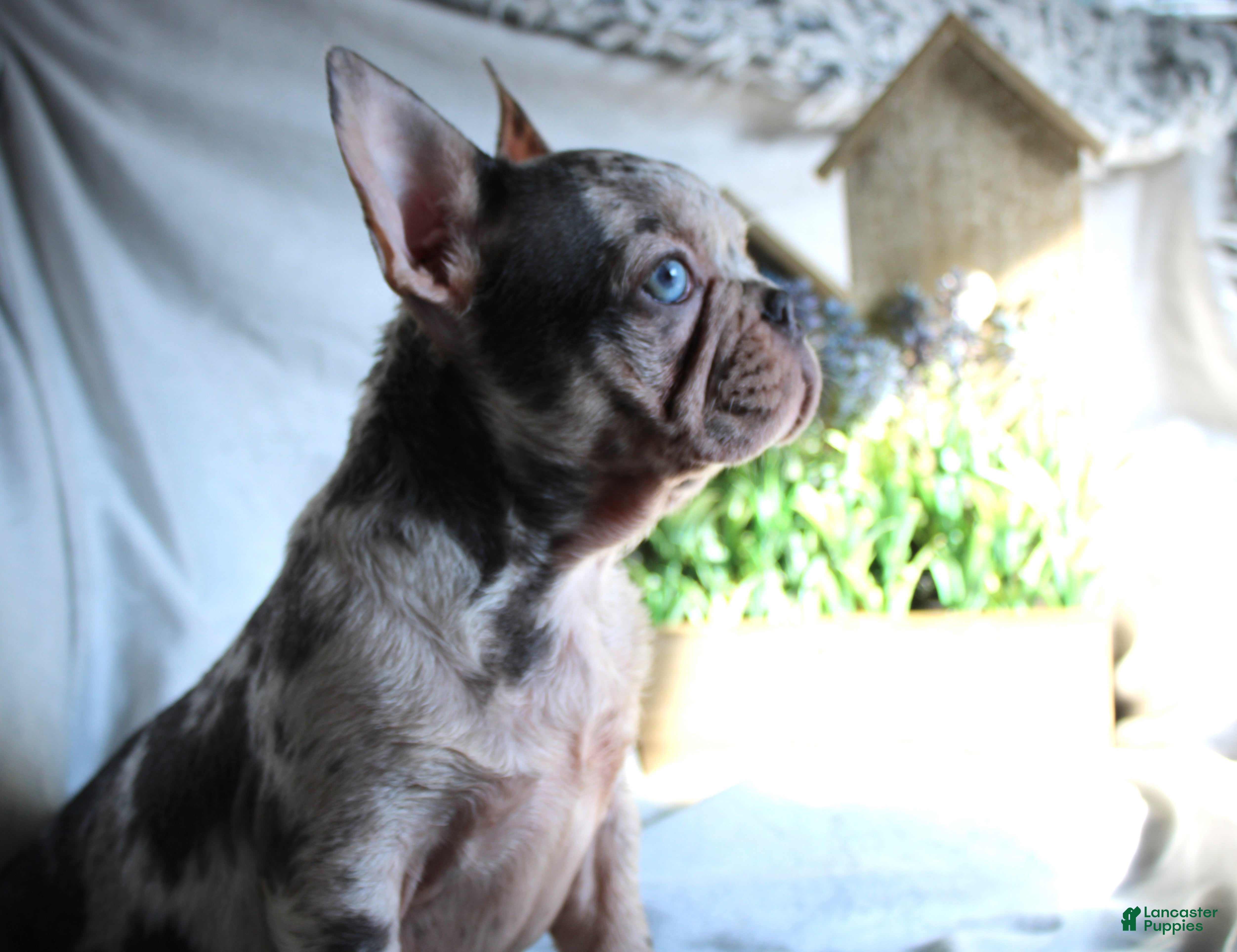 French Bulldog dogs French Bulldog Puppy 1 - Ad 1