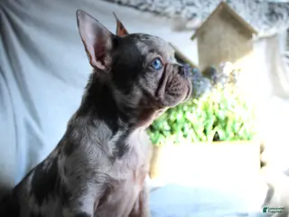 French Bulldog dogs for sale: French Bulldog Puppy 1 - Ad 2