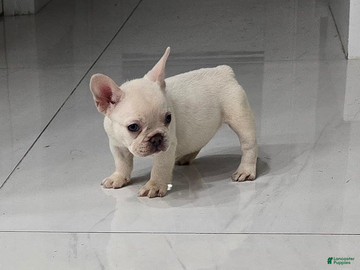 French Bulldog dogs for sale: French Bulldog 1 - Ad 9