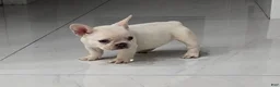 French Bulldog dogs for sale: French Bulldog 1 - Ad 1