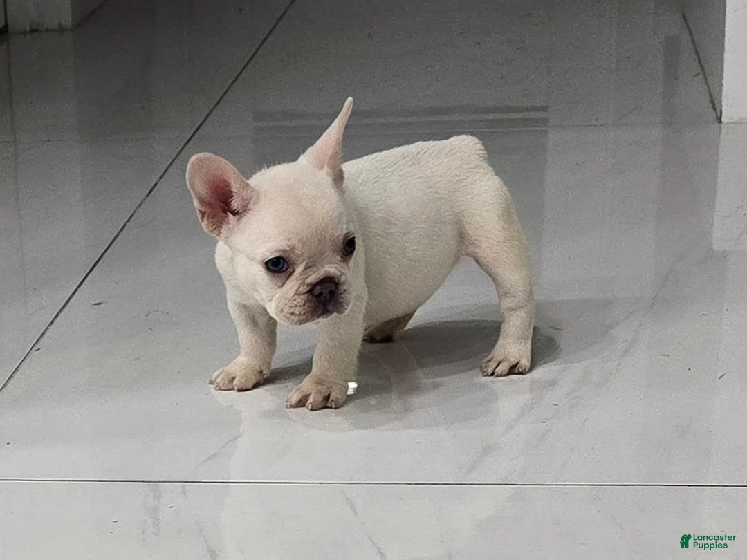 French Bulldog dogs for sale: French Bulldog 1 - Ad 1