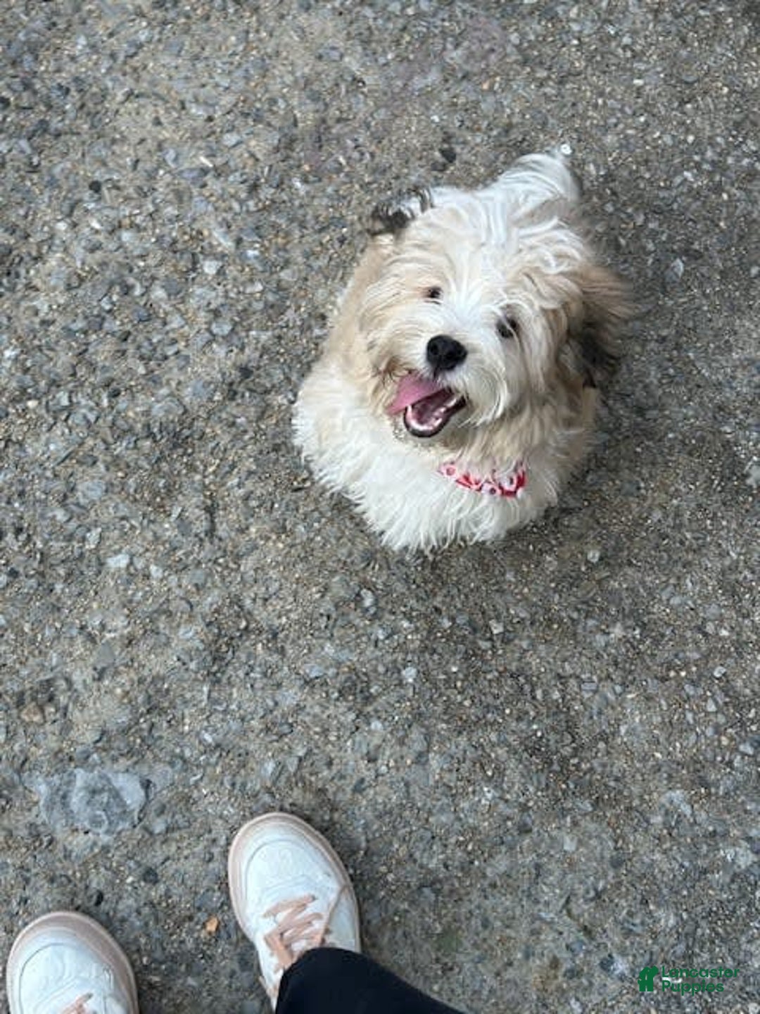 Gallery Image {{count}}