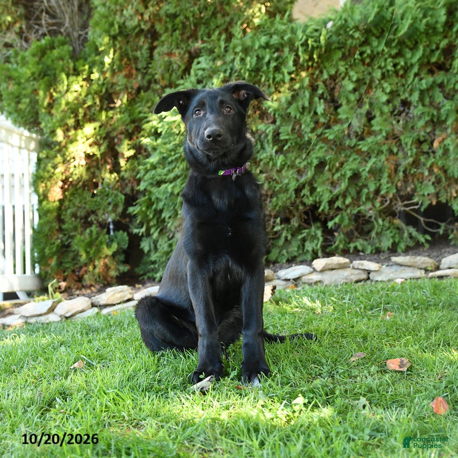 German Shepherd dogs Ginger  - Ad 1