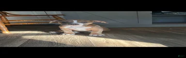 American Bully Puppy 3