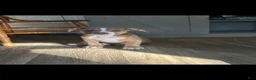 American Bully dogs for sale: American Bully Puppy 3 - Ad 1