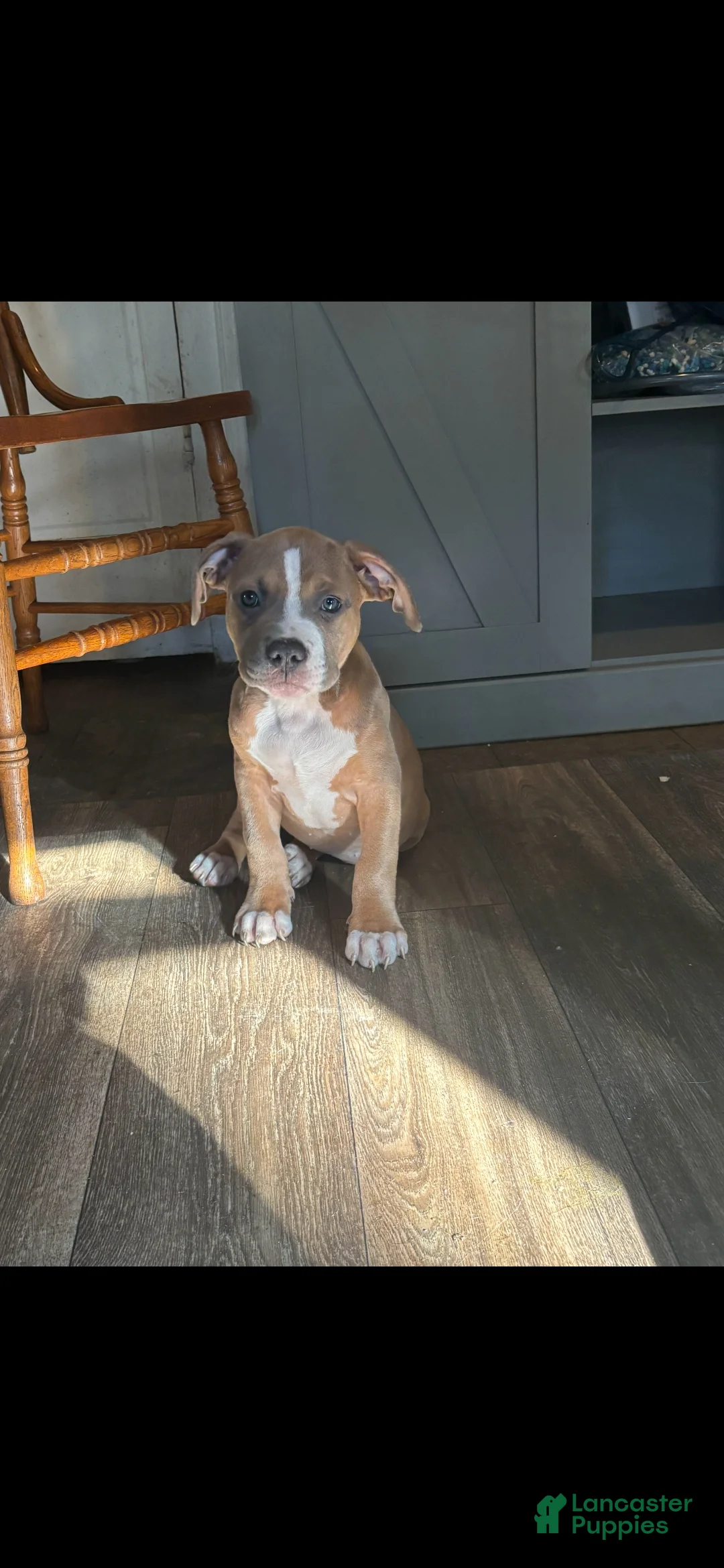 American Bully dogs for sale: American Bully Puppy 3 - Ad 1
