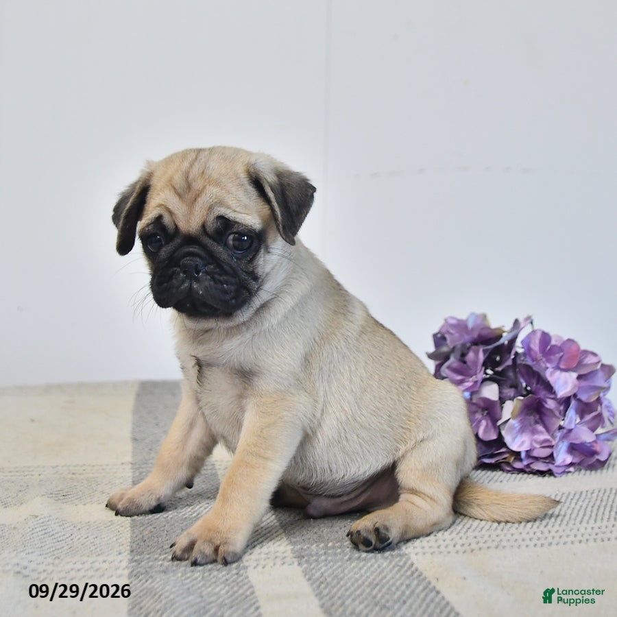 Pug dogs Leo - Ad 2