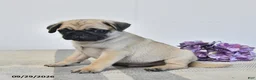 Pug dogs for sale: Leo - Ad 2