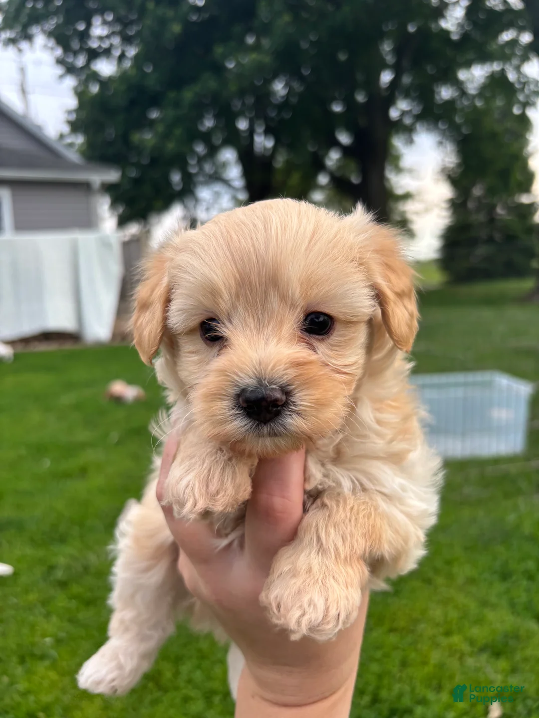 Yorkiepoo dogs for sale: Bruno - Ad 1
