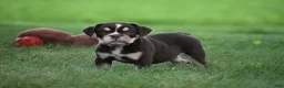 Beabull dogs for sale: Piper - Ad 5