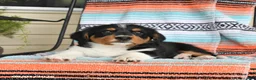 Mixed Breed dogs for sale: Trixie - Ad 3