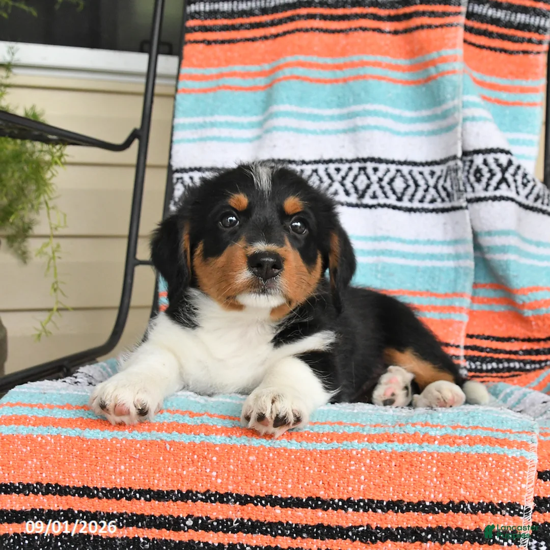 Mixed Breed dogs for sale: Trixie - Ad 3