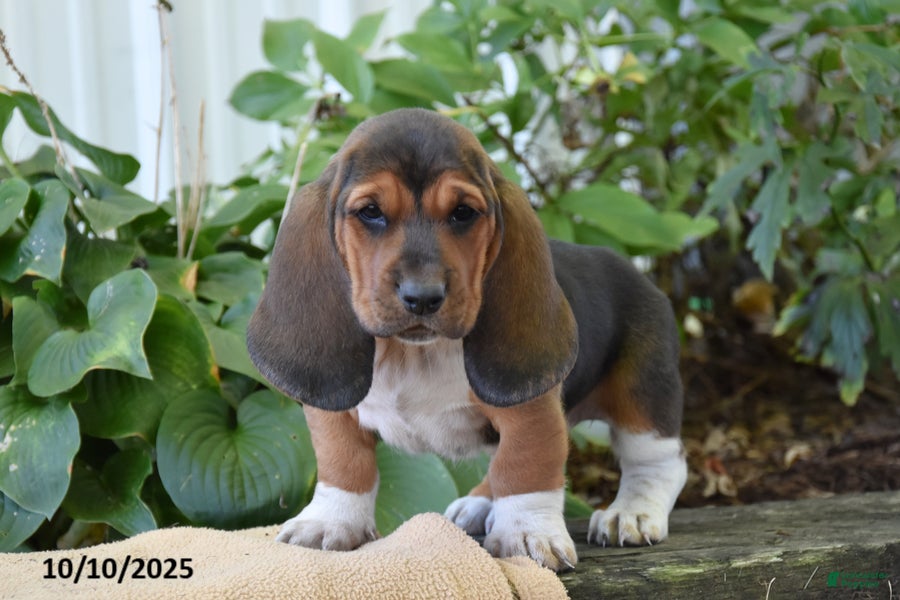 Basset Rescue Miniature Basset Hounds For Sale Near Me Miniature
