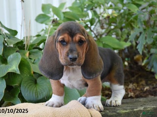 Basset Hound dogs - Ad 2