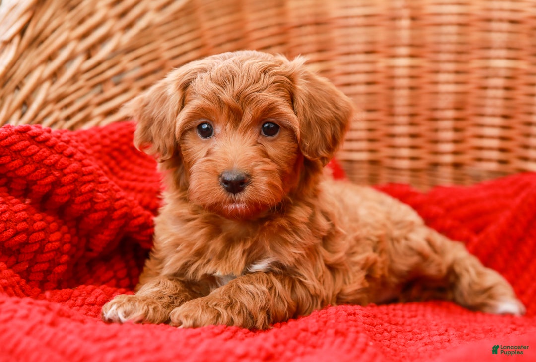 Havapoo dogs for sale: Bridgette - Ad 6