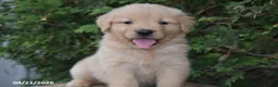 Golden Retriever dogs for sale: Noah - Ad 4