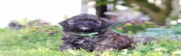 Shihpoo dogs for sale: Trocksus - Ad 5