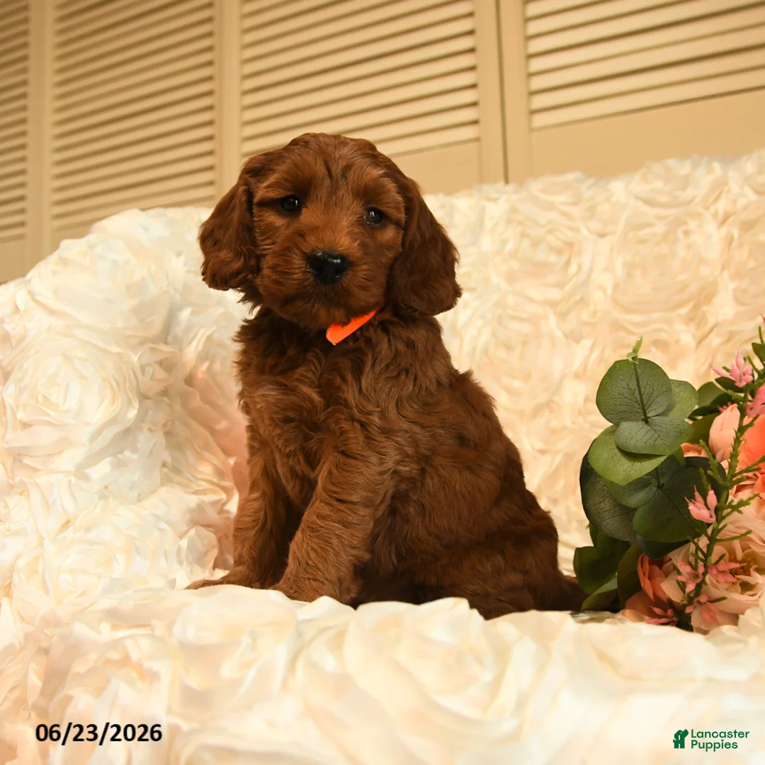 Mini Goldendoodle dogs for sale: Gloria - Ad 1