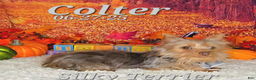 Silky Terrier dogs for sale: Colter - Ad 4