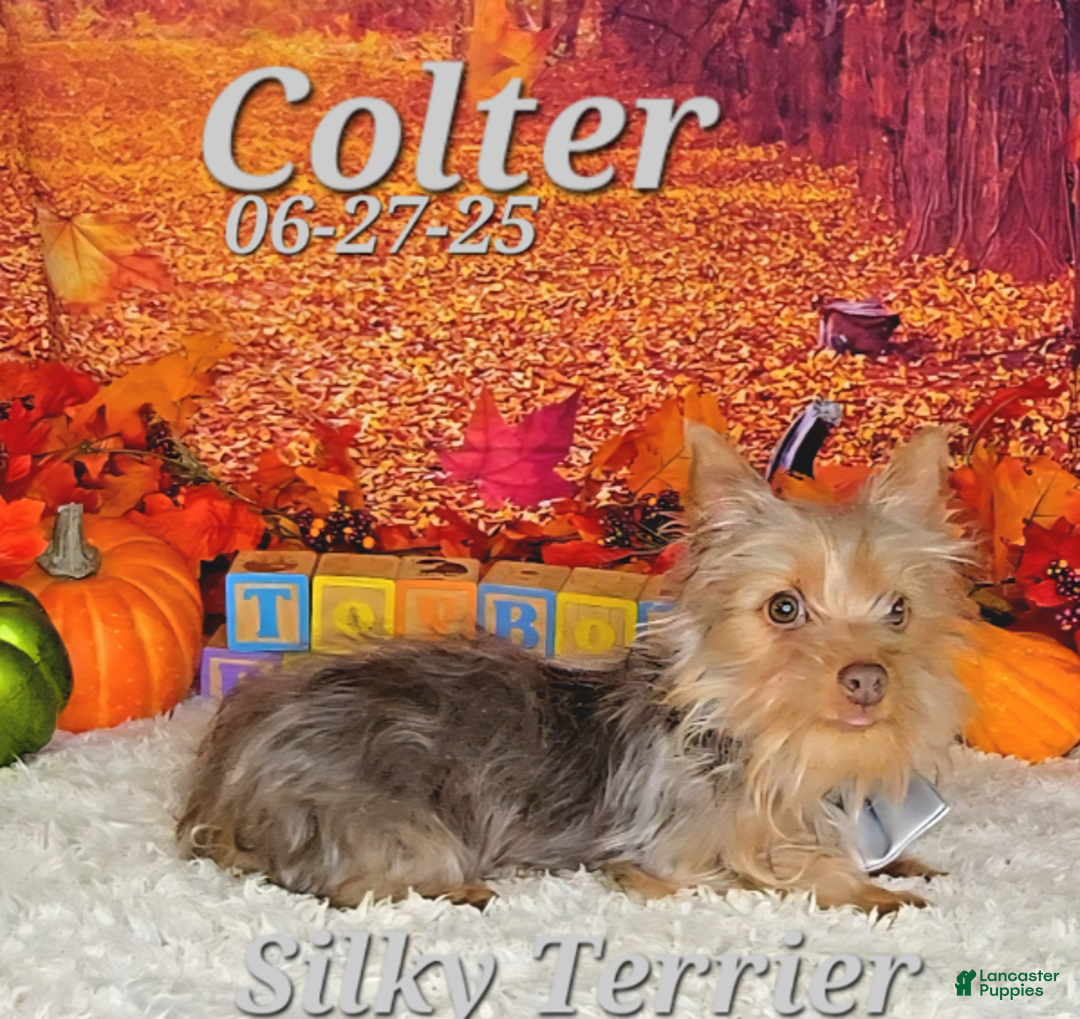 Silky Terrier dogs for sale: Colter - Ad 4