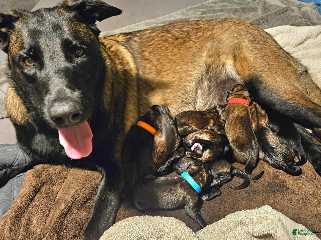 Belgian Malinois dogs for sale: Light Blue - Ad 15