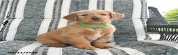 Golden Retriever dogs for sale: Amber - Ad 3