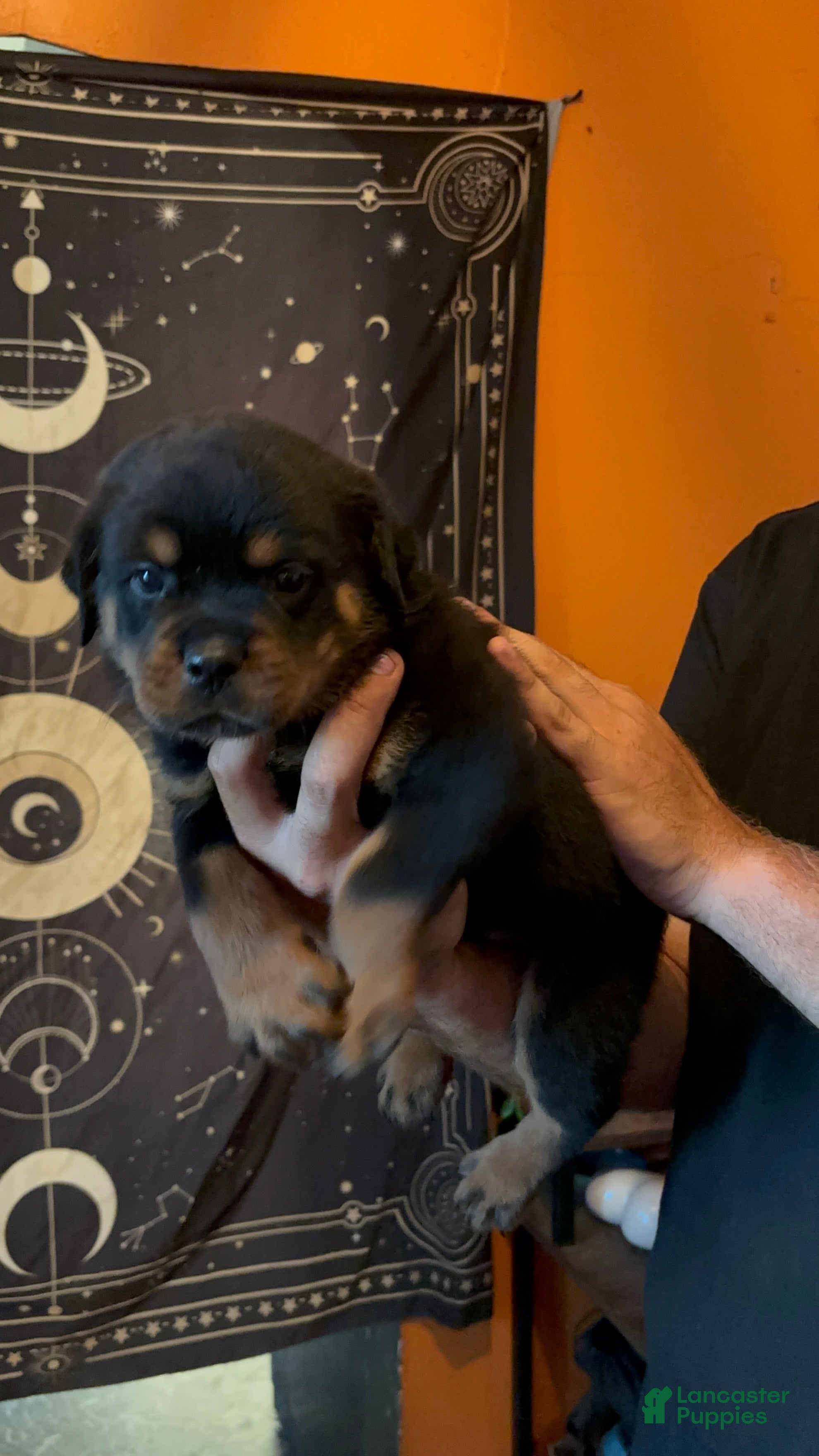Rottweiler dogs Rottweiler 3 - Ad 2