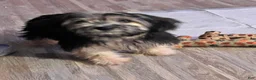 Mixed Breed dogs for sale: Mixed Breed 1 - Ad 1
