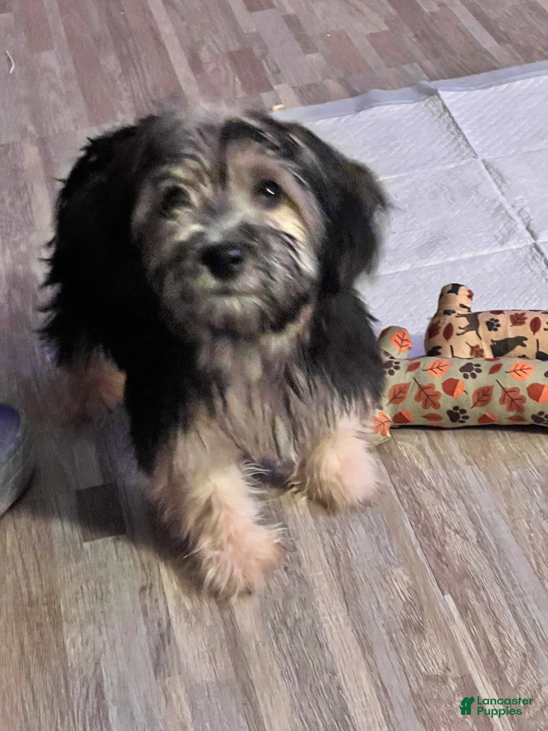 Mixed Breed dogs for sale: Mixed Breed 1 - Ad 1