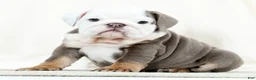 English Bulldog dogs for sale: Bingo - Ad 5