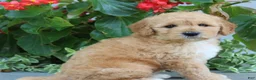 Mini Goldendoodle dogs for sale: Finnegan - Ad 4