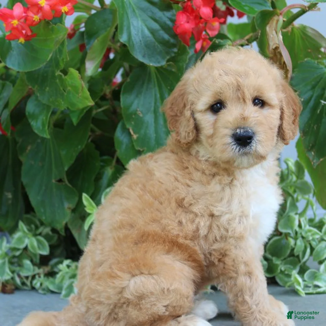 Mini Goldendoodle dogs for sale: Finnegan - Ad 4