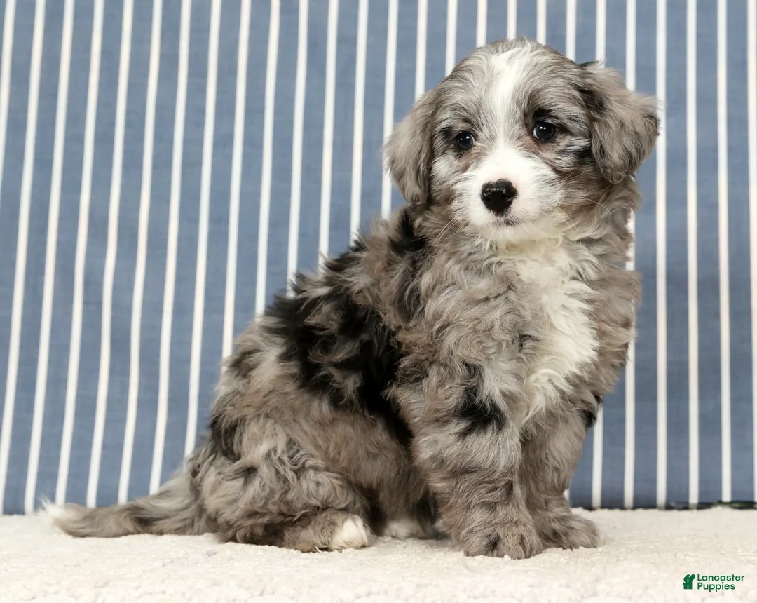 Mini Bernedoodle dogs for sale: Totsi - Ad 3