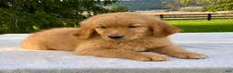Golden Retriever dogs for sale: Jesse - Ad 2