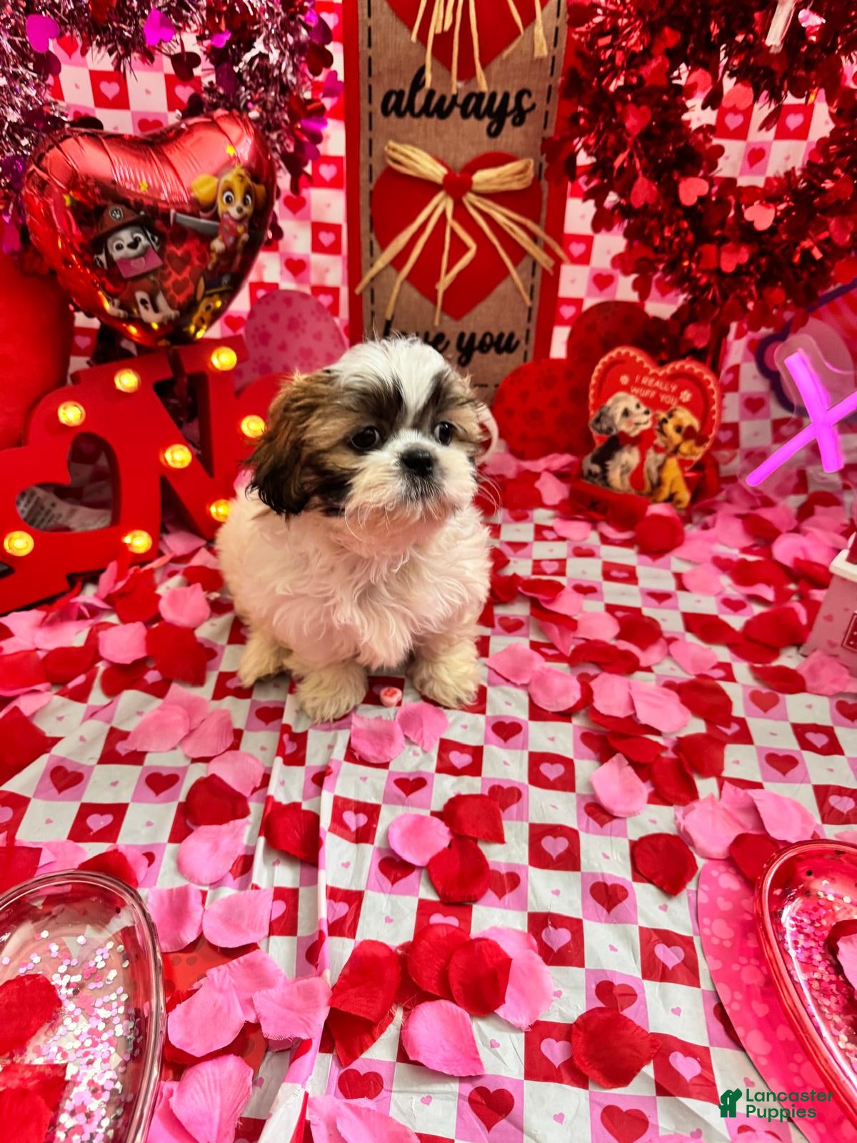 Shih Tzu dogs Shih Tzu Puppy 1 - Ad 42