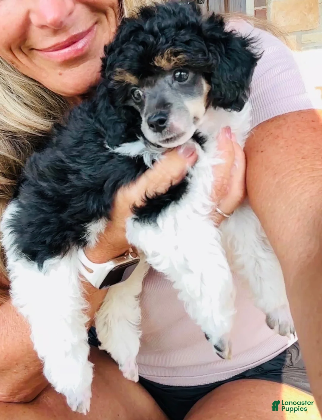 Miniature Poodle dogs for sale: Girl - Ad 1