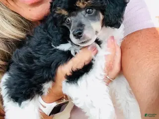 Miniature Poodle dogs Girl - Ad 20