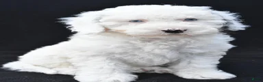 Cassandra