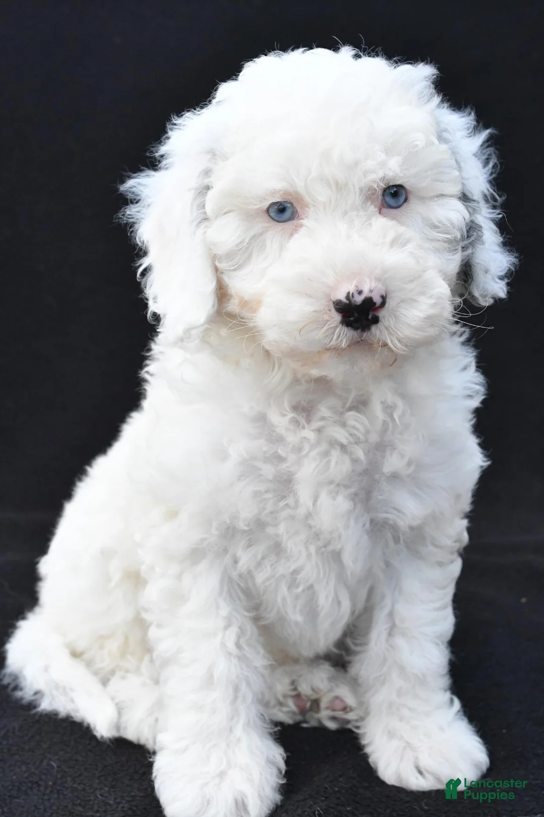 Mini Sheepadoodle dogs for sale: Cassandra - Ad 1